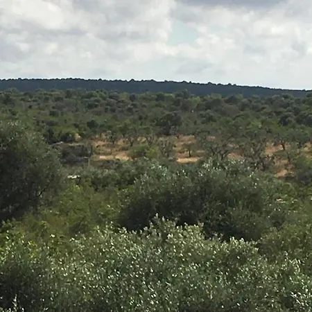 Pilarossa